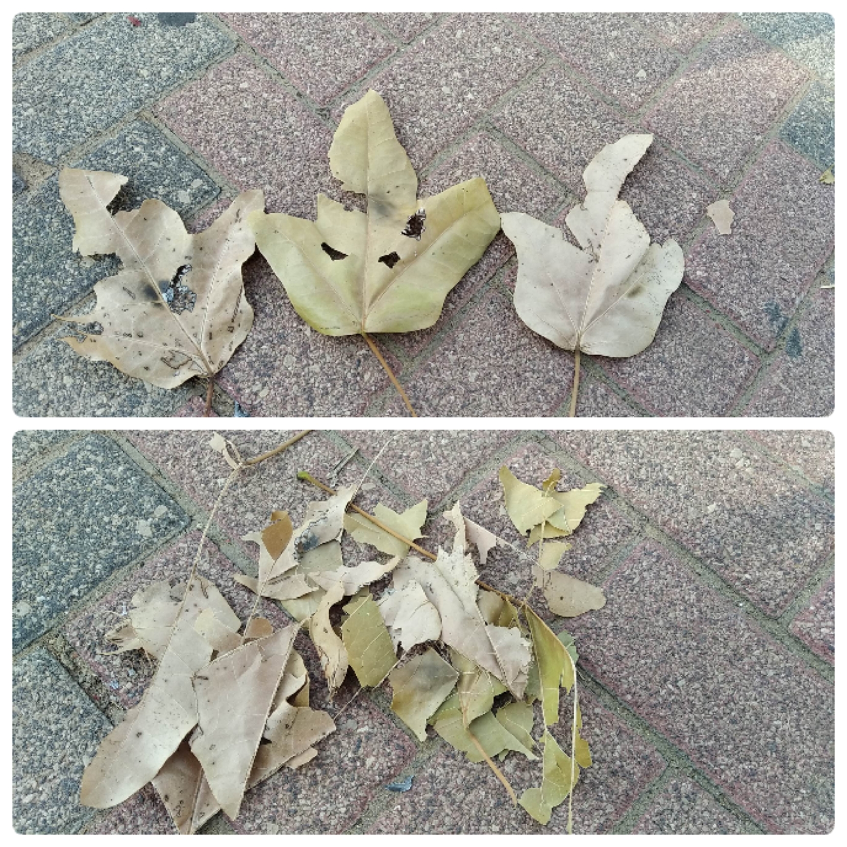 Блог mudder - img1627710220846.jpg