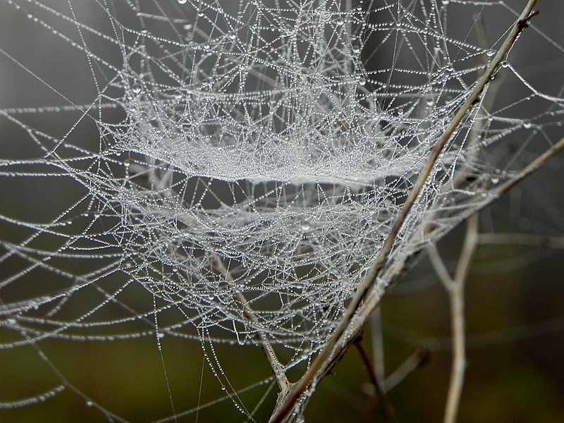 Блог mudder - web.jpg