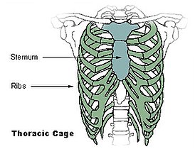 Блог mudder - 274px-Illu_thoracic_cage.jpg