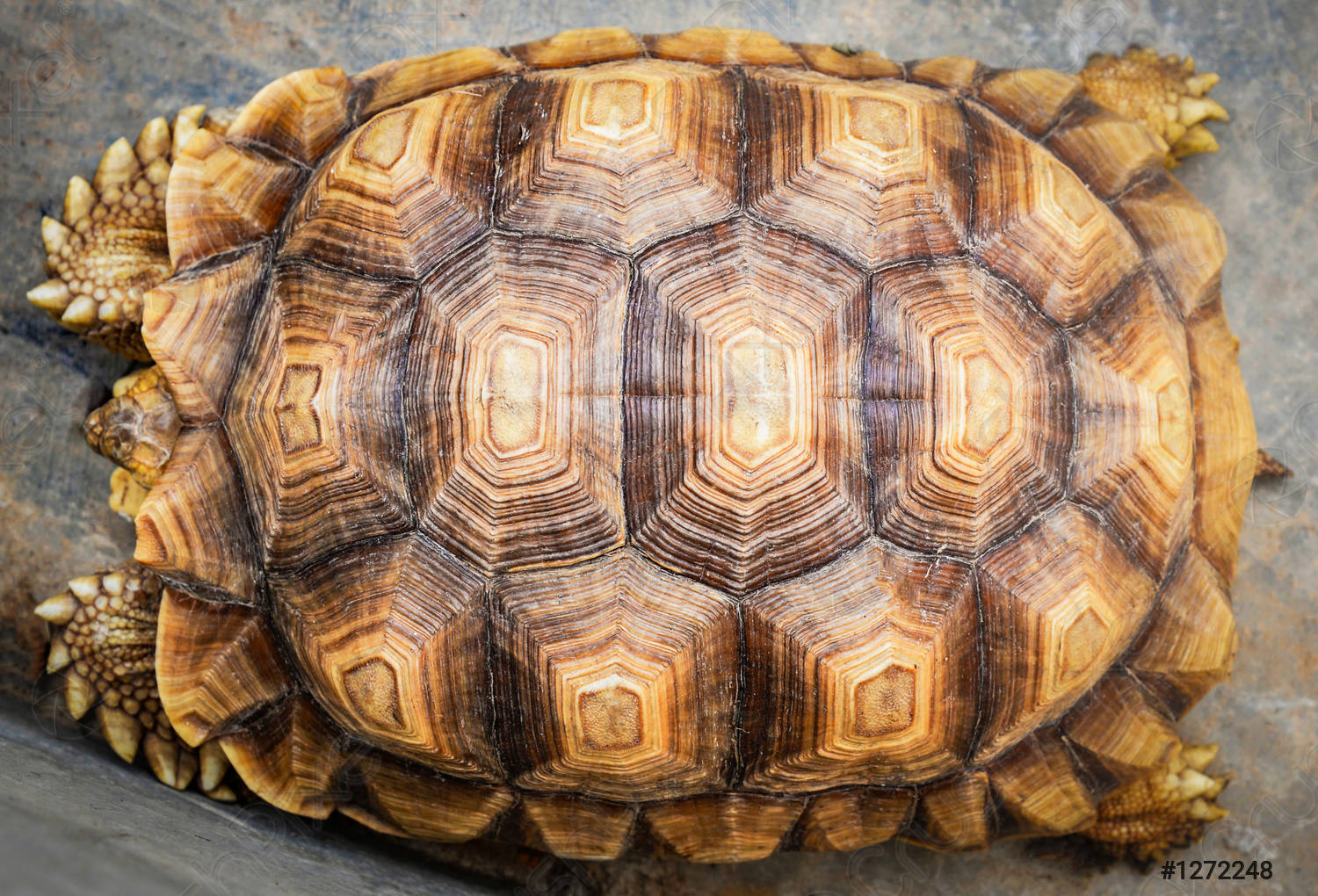 Блог mudder - close-up-beautiful-tortoise-shell-1272248.jpg