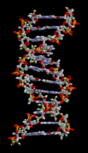 Блог mudder - DNA_animation.gif