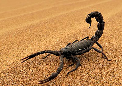 Блог mudder - scorp2.jpg