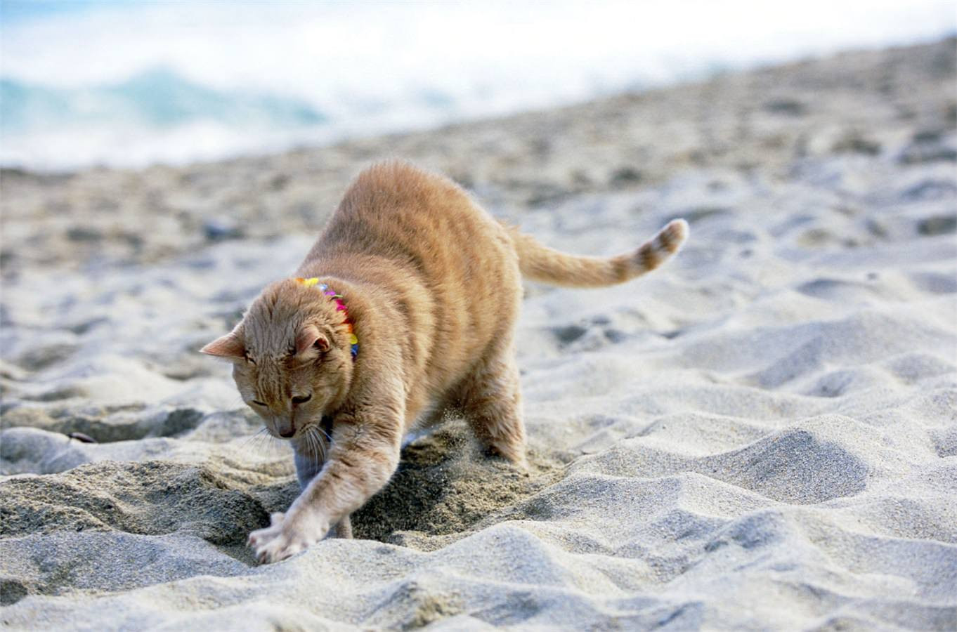 Блог mudder - Gatti-in-vacanza-consigli-3.jpg