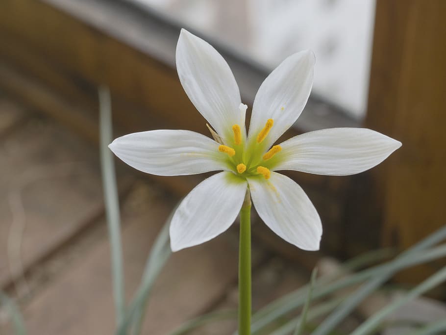Блог mudder - bloom-flower-macro-nature.jpg