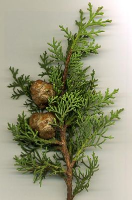 Блог mudder - 265px-Med_Cypress.jpg