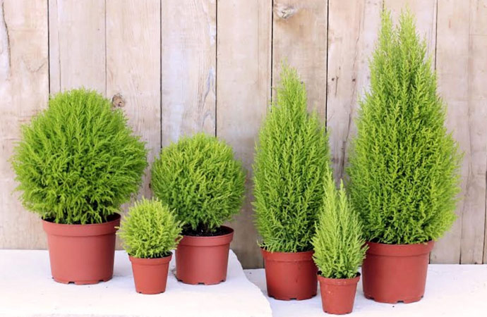 Блог mudder - cupressus-top.jpg