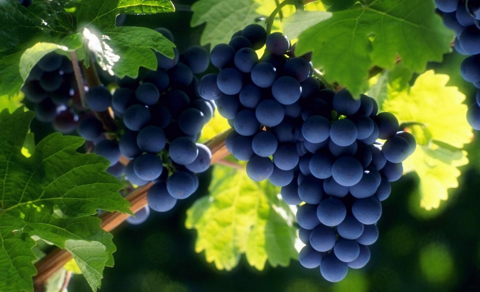 Блог mudder - Delicious-grapes-HD-wallpaper_2560x1024.jpg