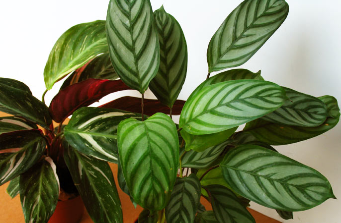Блог mudder - calathea-top.jpg
