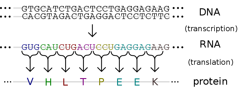 Блог mudder - How-Does-DNA-Codes-for-Proteins-in-a-Cell-2.png