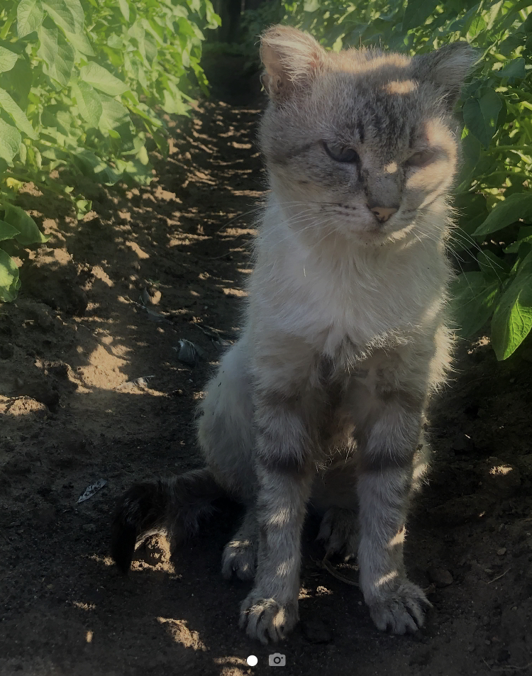 пропал кот Кузя - FAFDE4EB-DAD3-455D-A2E9-8A743282E126.jpeg
