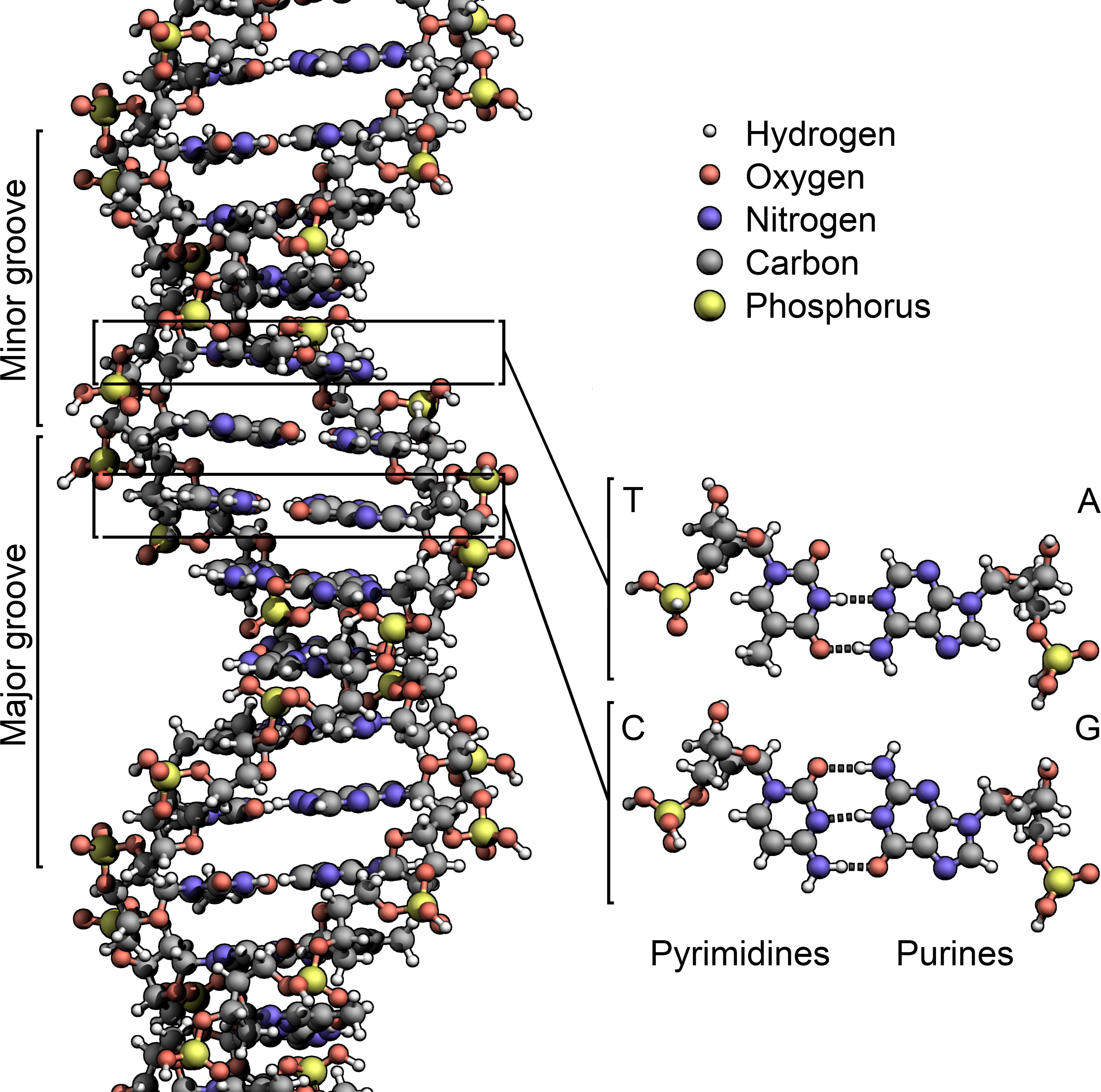 Блог mudder - DNA_Structure+Key+Labelled.pn_NoBB.png
