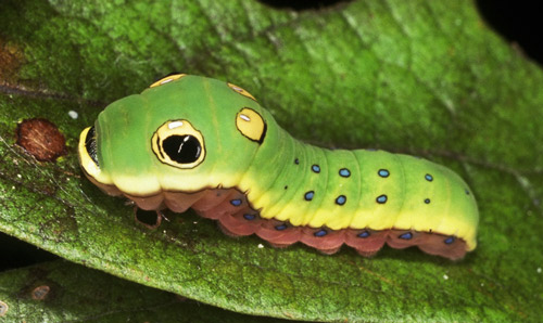 Блог mudder - Spicebush-Swallowtail-Caterpillar.jpg