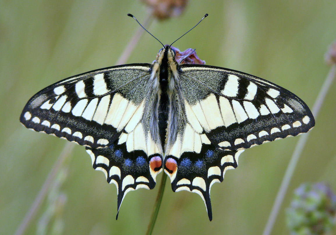 Блог mudder - Schwalbenschwanz_papilio_machaon.jpg