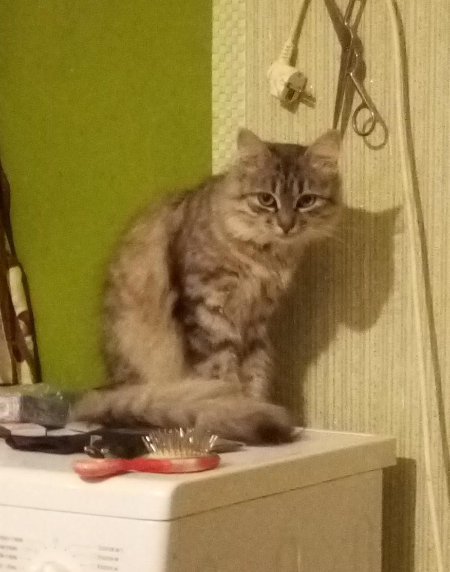 Жив или нет кот - IMG_20190413_171739_365.JPG