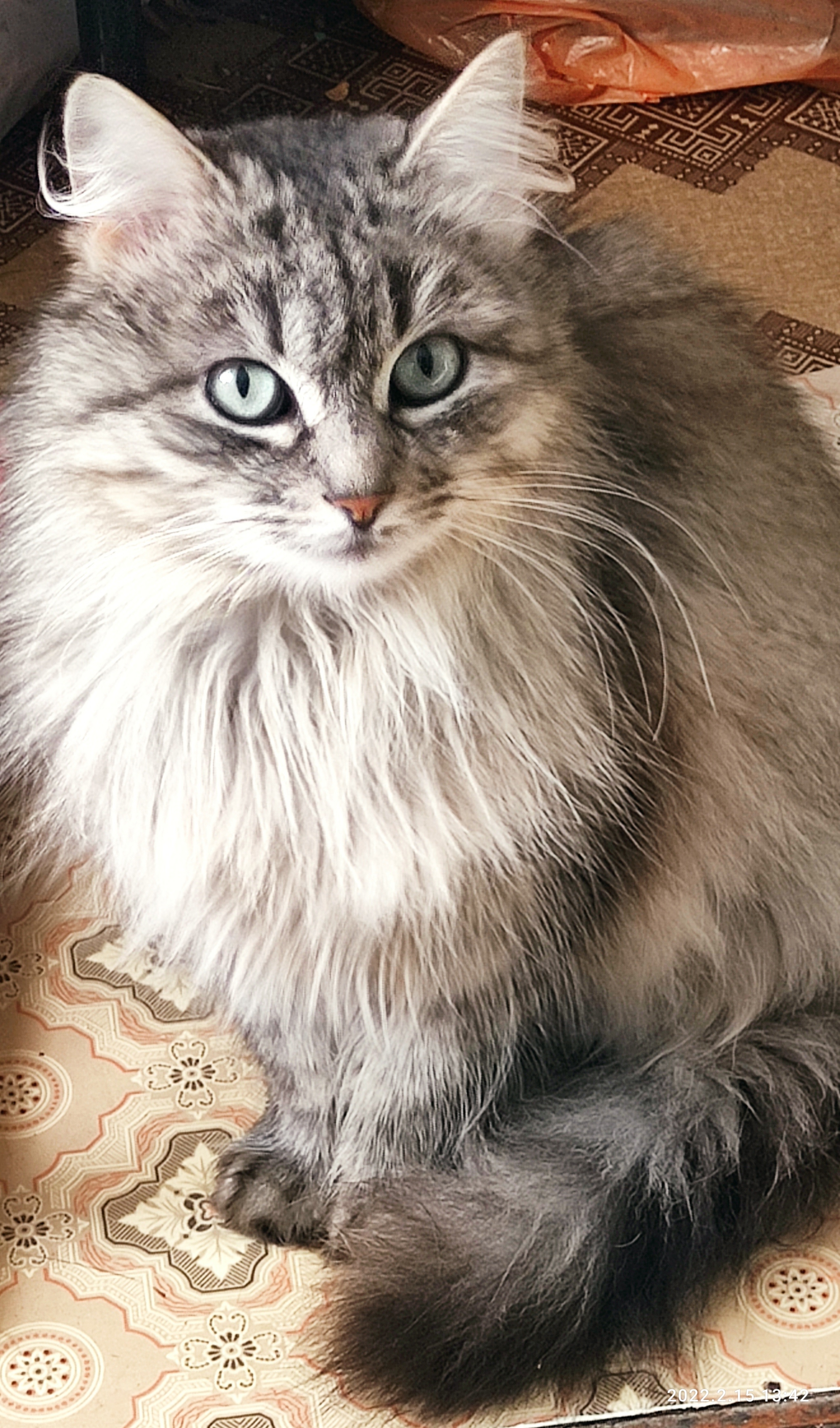 Жив или нет кот - IMG_20220215_134334.jpg
