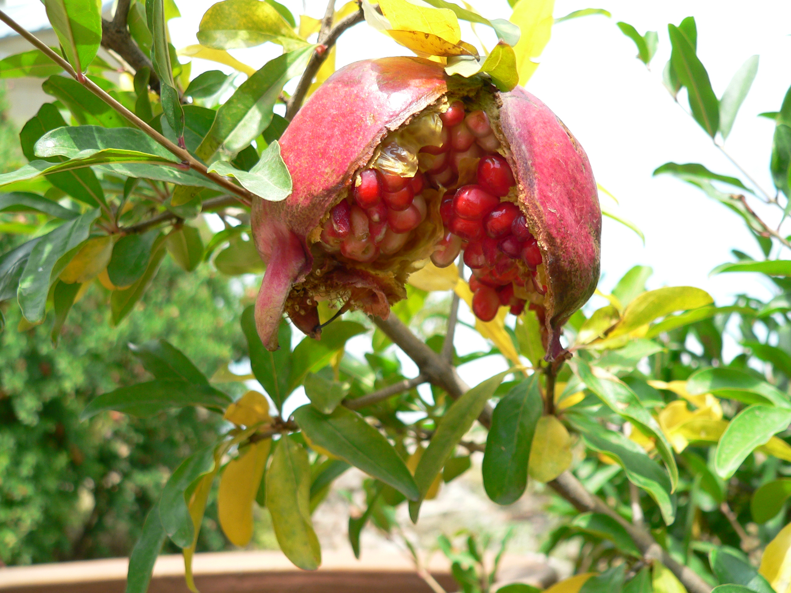 Блог mudder - Pomegranate_Narikala.jpg
