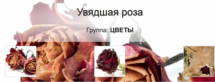 ПАРФЮМАГИЯ.. - увядшая роза.jpg