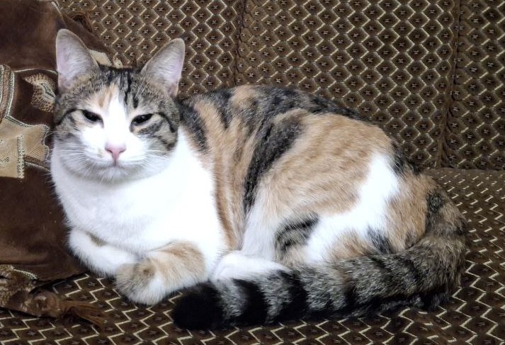 Кошка нашлась, кейс закрыт - photo_2025-11-07_06-15-22.jpg