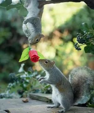 Блог mudder - squirrels-rose.jpg