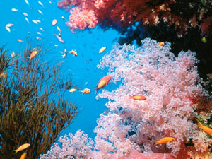 Коралл - korall-rif.jpg