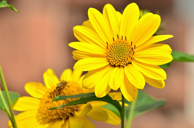 ГОРОСКОП НА АВГУСТ 2019 для всех знаков зодиака - sunflower-1551934_640.jpg