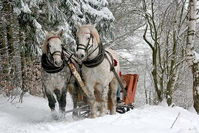 Гороскоп на неделю 9-15 ДЕКАБРЯ 2019 - sleigh-ride-549727_640.jpg