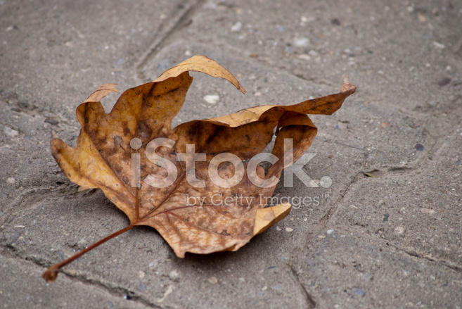 Блог mudder - 15002992-dry-leaf.jpg