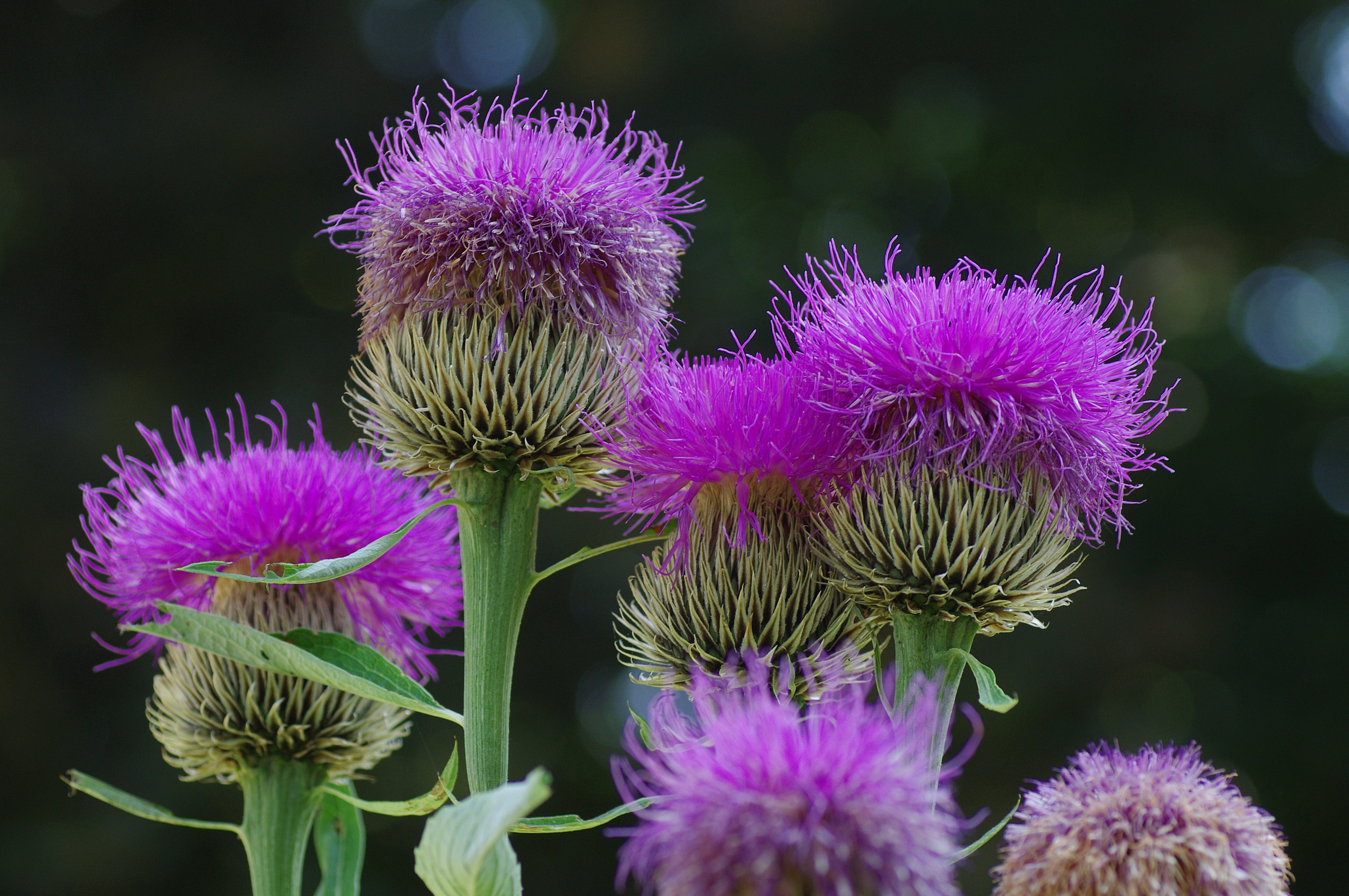 Чертополох - nature-blossom-plant-flower-petal-bloom-macro-botany-close-flora-wildflower-violet-thistle-macro-photography-flowering-plant-daisy-family-silybum-annual-plant-plant-stem-land-plant-artichoke-thistle-1022.jpg