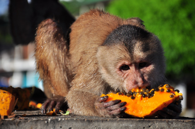 Блог mudder - capuchin-monkey-eating-papaya_133548-225.jpg