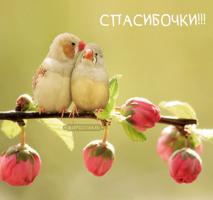 Настроение.... - 6082de066eb73e56f34af8d25101fa2e.jpg