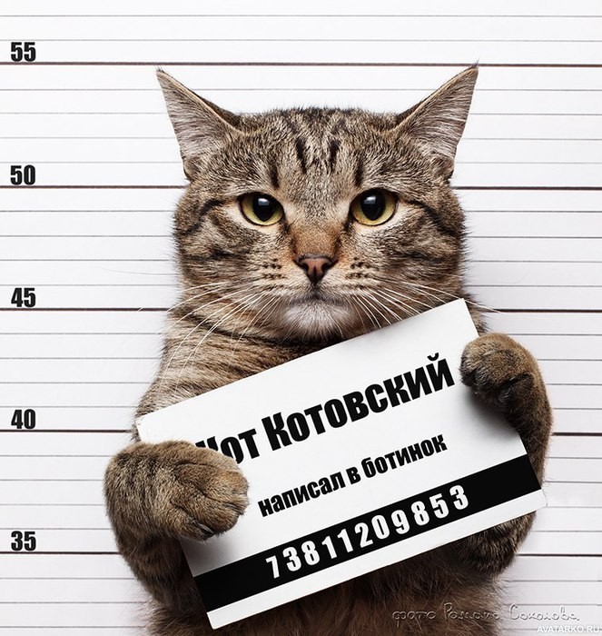 ох уж эти КОТЭ забавные и смешные картинки кошачих  - zhivotnye_kot_prikol_text_24177.jpg