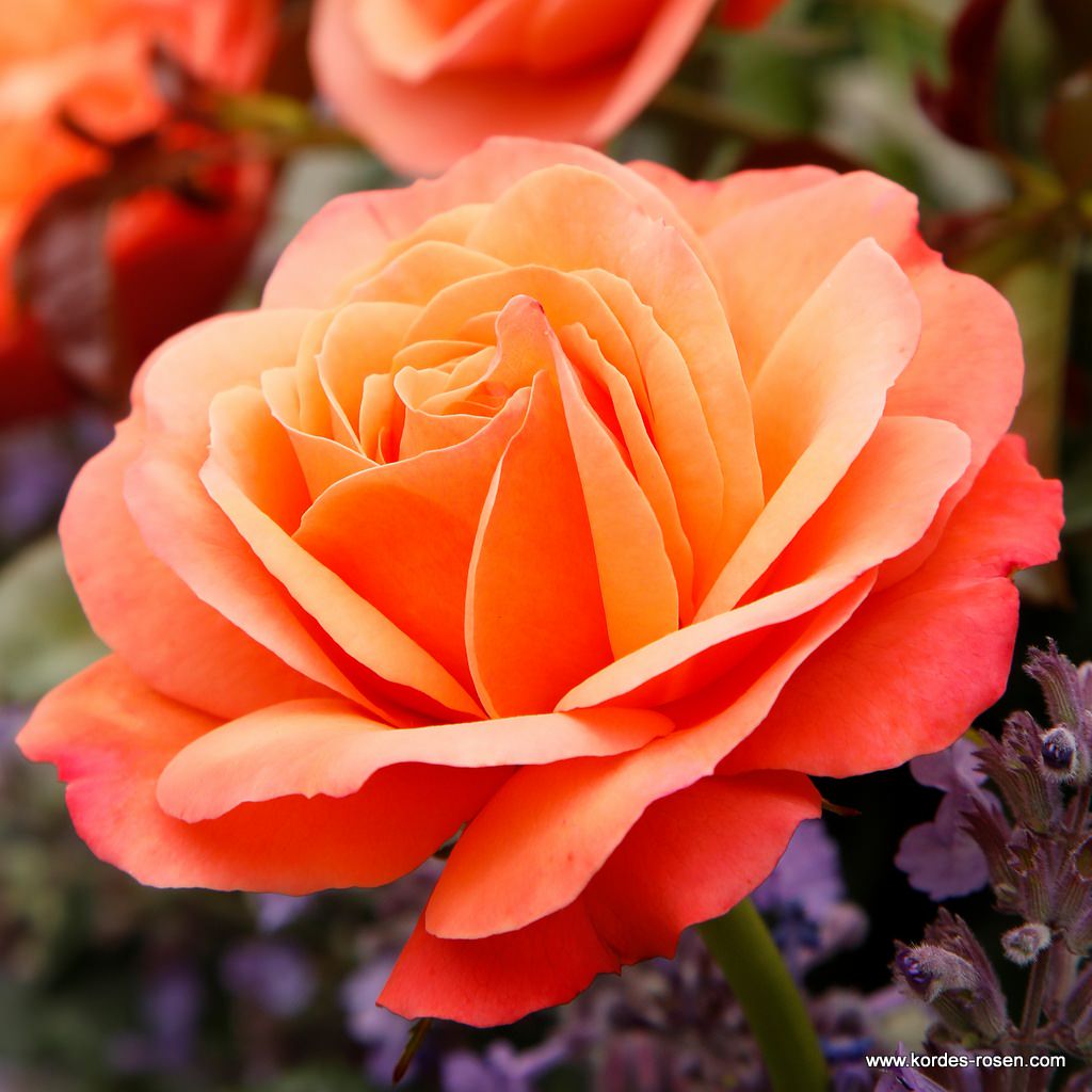 Настроение.... - Coral-Lions-Rose_00.jpg