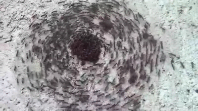 Блог mudder - s-63af62f19770a0cd6a6af26adcf8027b5dc94e68.gif