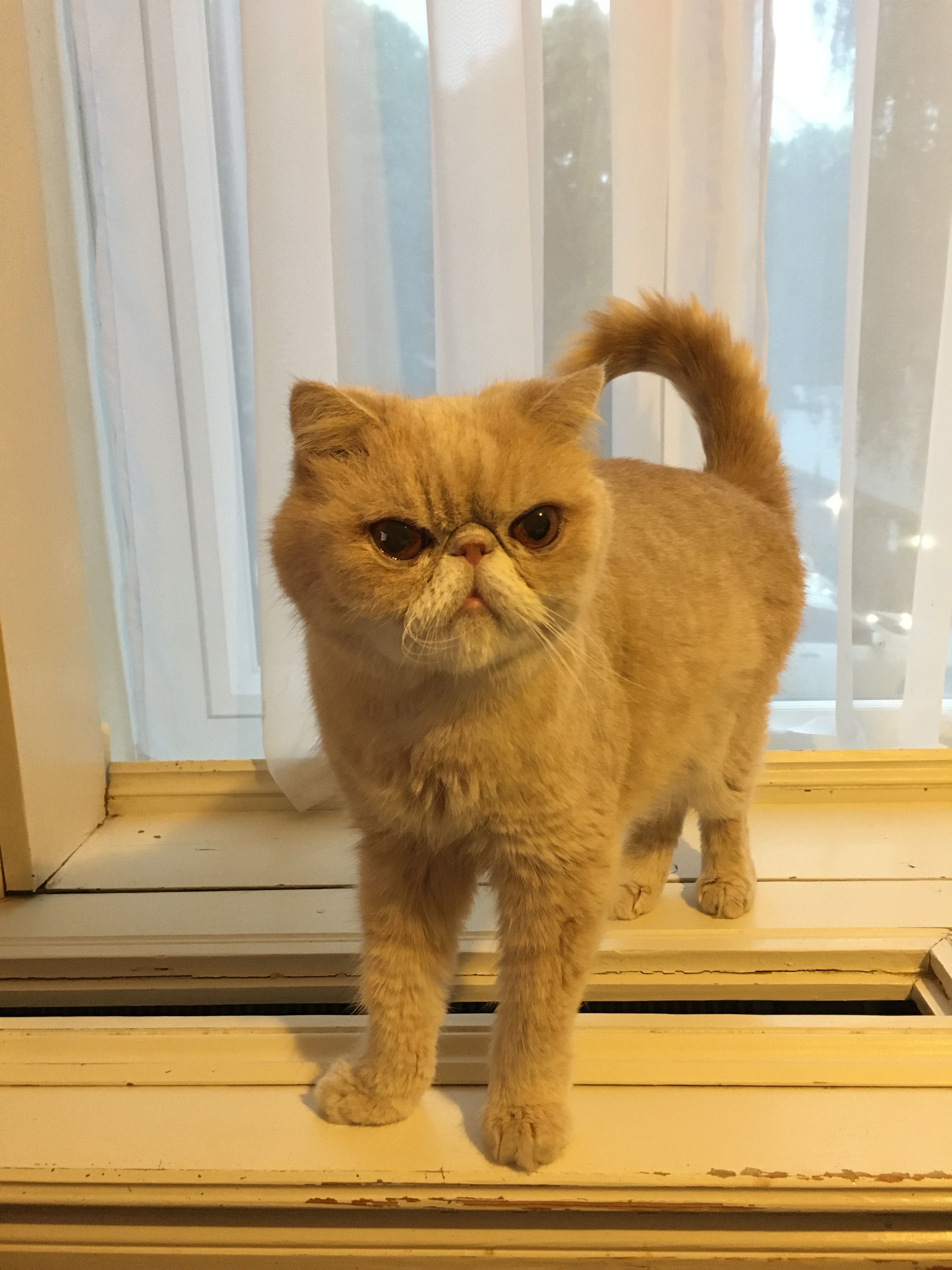 Посмотрите, пожалуйста, кота - IMG-8699.jpg