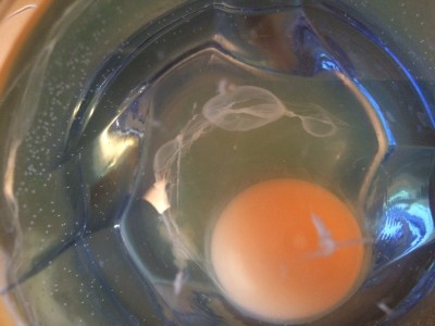 Выкатывание яйцом. Помогите разобраться. - image-11-01-16-06-16-4.jpeg