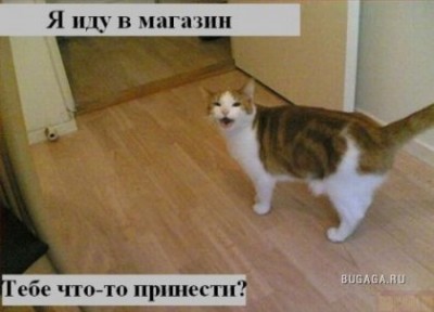 ох уж эти КОТЭ забавные и смешные картинки кошачих  - 1209156938_19.jpg