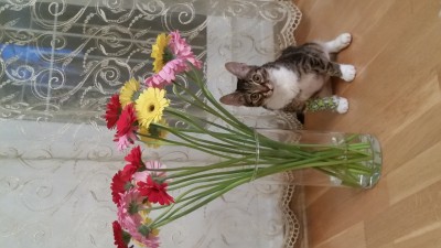 Путь души животного после смерти.. - 20151019_010659.jpg