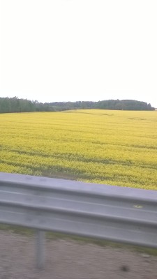 Я тучка, тучка...: Итоги стр.4  - WP_20160519_14_11_55_Pro.jpg