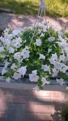 Я тучка, тучка...: Итоги стр.4  - WP_20160519_16_46_59_Pro.jpg