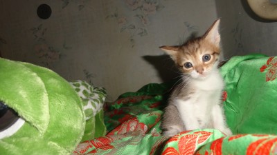 Путь души животного после смерти.. - DSC02795.JPG