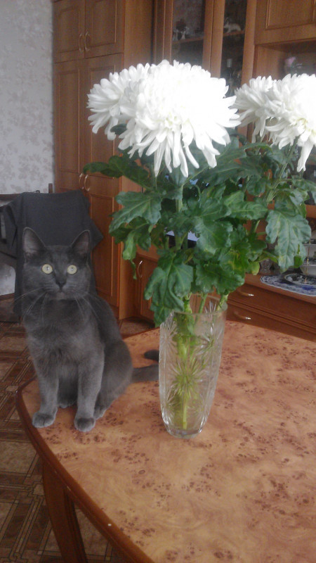 Путь души животного после смерти.. - IMG_20160221_133330.jpg
