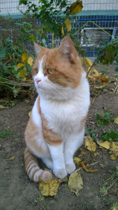 ЖИВ - МЕРТВ - WP_20151104_007.jpg