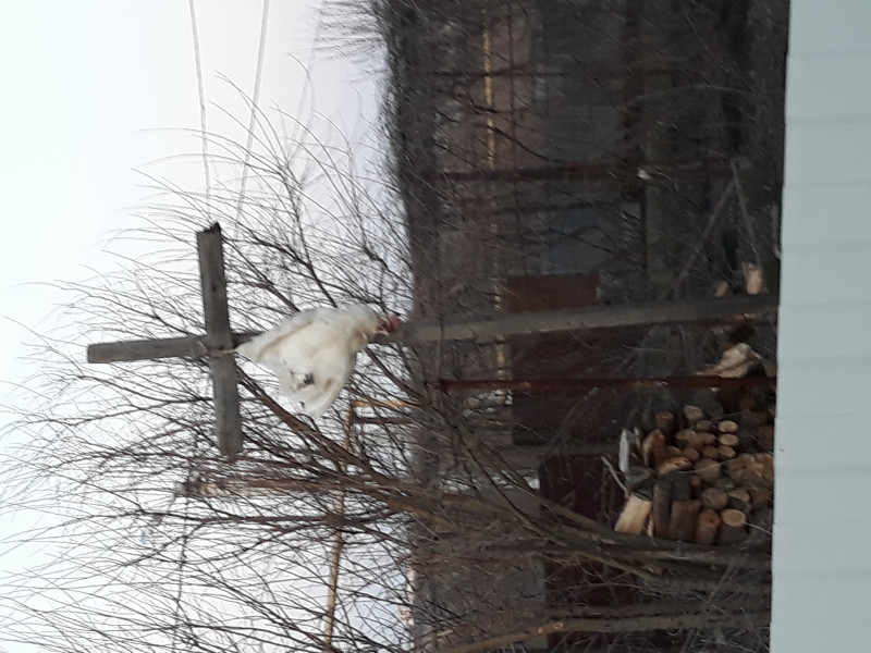 Курица на кресте - 20180413_192334.jpg