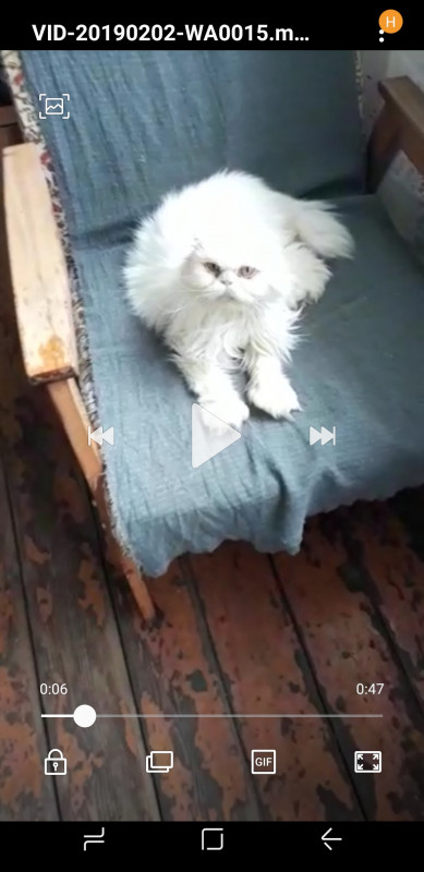 Остеохондроз у кошки - Screenshot_20190203-043408_Video Player.jpg
